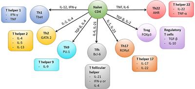 The CD4+ T Cell Response to Human Cytomegalovirus in Healthy and Immunocompromised People